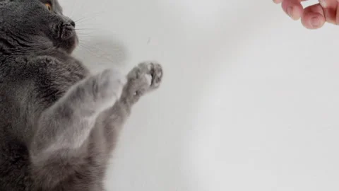 The cat plays with the hand of the owner. Stock Footage 148018071
