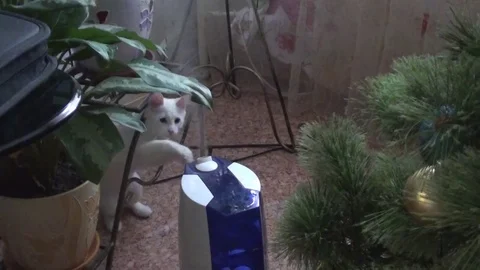 Cat plays with humidifier Stock Footage 82329529