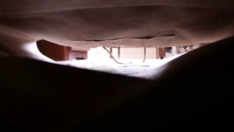 Cat Plays Inside Paper Bag 1 動画素材 82763632