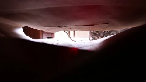 Cat Plays Inside Paper Bag 2 動画素材 82763711