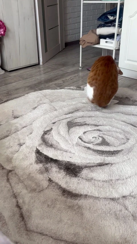 A cat plays with its tail. The cat is ginger and white. Vertical video. Vidéo 312892455