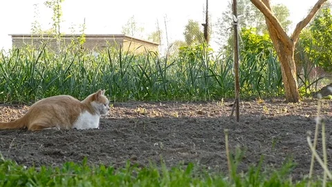 The cat plays with itself on the ground. Slow-motion. Video stock 85426534