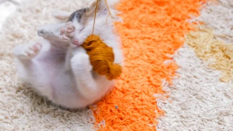 Cat Plays With Knitting Yarn Stock Footage 103865392