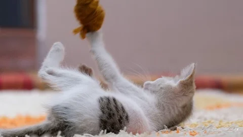 Cat Plays With Knitting Yarn Stock Footage 103996036