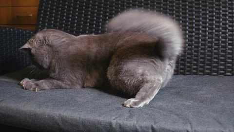 Cat Plays With Laser Beam Vídeo Stock 126660523