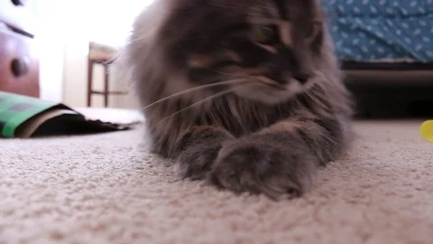 Cat Plays With Laser Pointer in Close-up 2 動画素材 82763581