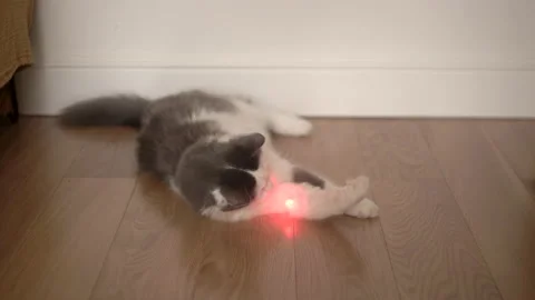 The cat plays with a laser pointer. Funny cat is resting and playing in the Stock Footage 151925904