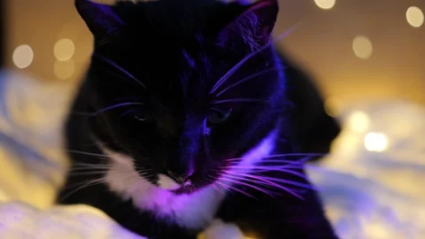 Cat plays with lights in a cozy room at night Stock Footage 345526622
