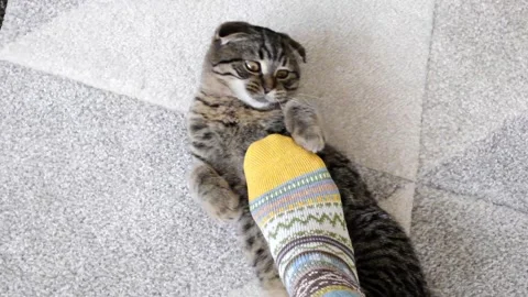 Cat plays with a man on the carpet. View from above Stock Footage 278534789