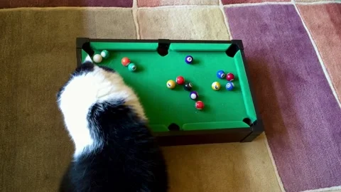 Cat Plays Miniature Pool, Searcy, Arkansas, USA - 26 Jul 2015 Video stock 330007980