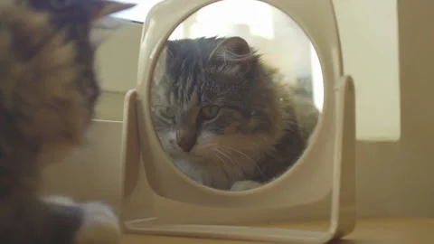 Cat plays with mirror Stock Footage 142501705