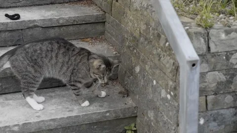 A cat plays with a mouse a Stock-Footage 154896705
