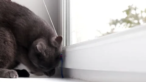 The cat plays with the mouse on the window . Color mouse. Toys for Pets. Mouse Stock Footage 142287460