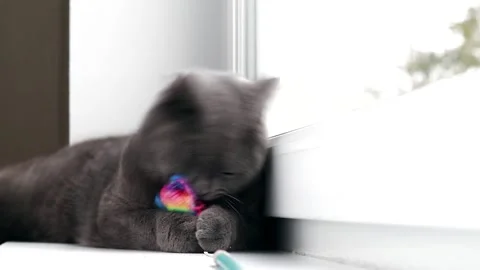The cat plays with the mouse on the window . Color mouse. Toys for Pets. Mouse Stock Footage 142287562