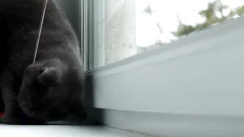 The cat plays with the mouse on the window . Color mouse. Toys for Pets. Mouse Stock Footage 143820044