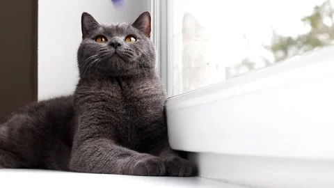 The cat plays with the mouse on the window . Color mouse. Toys for Pets. Mouse Stock Footage 143820066