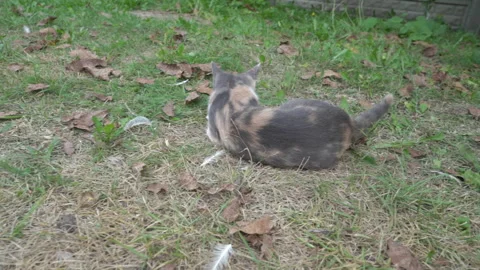 Cat plays with a mouse in the yard Stock Footage 321703301