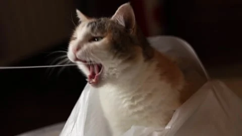 A cat plays with a person Stock-Footage 308730761
