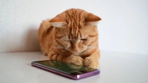 Cat 2025 play phone