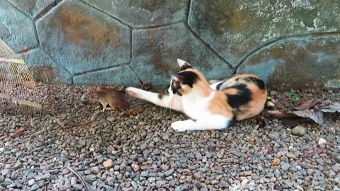 Cat plays with a rat it caught Stock Footage 136540648
