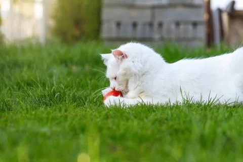 The cat plays with the red egg. Stock Photos