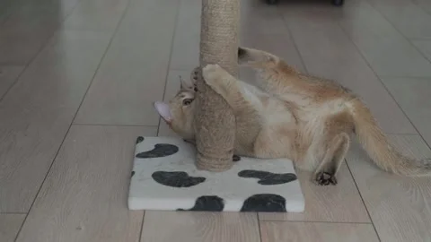 A cat plays on a scratching post Stock Footage 267834350