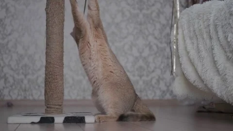 A cat plays with a scratching post Stock Footage 267834792