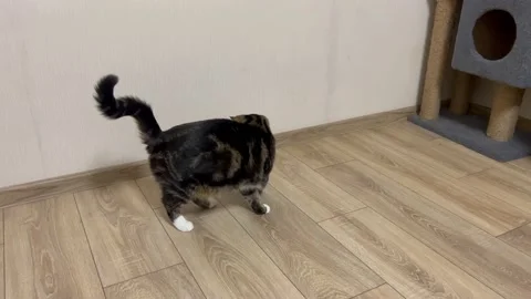 Cat plays with scrunchy 動画素材 222573276