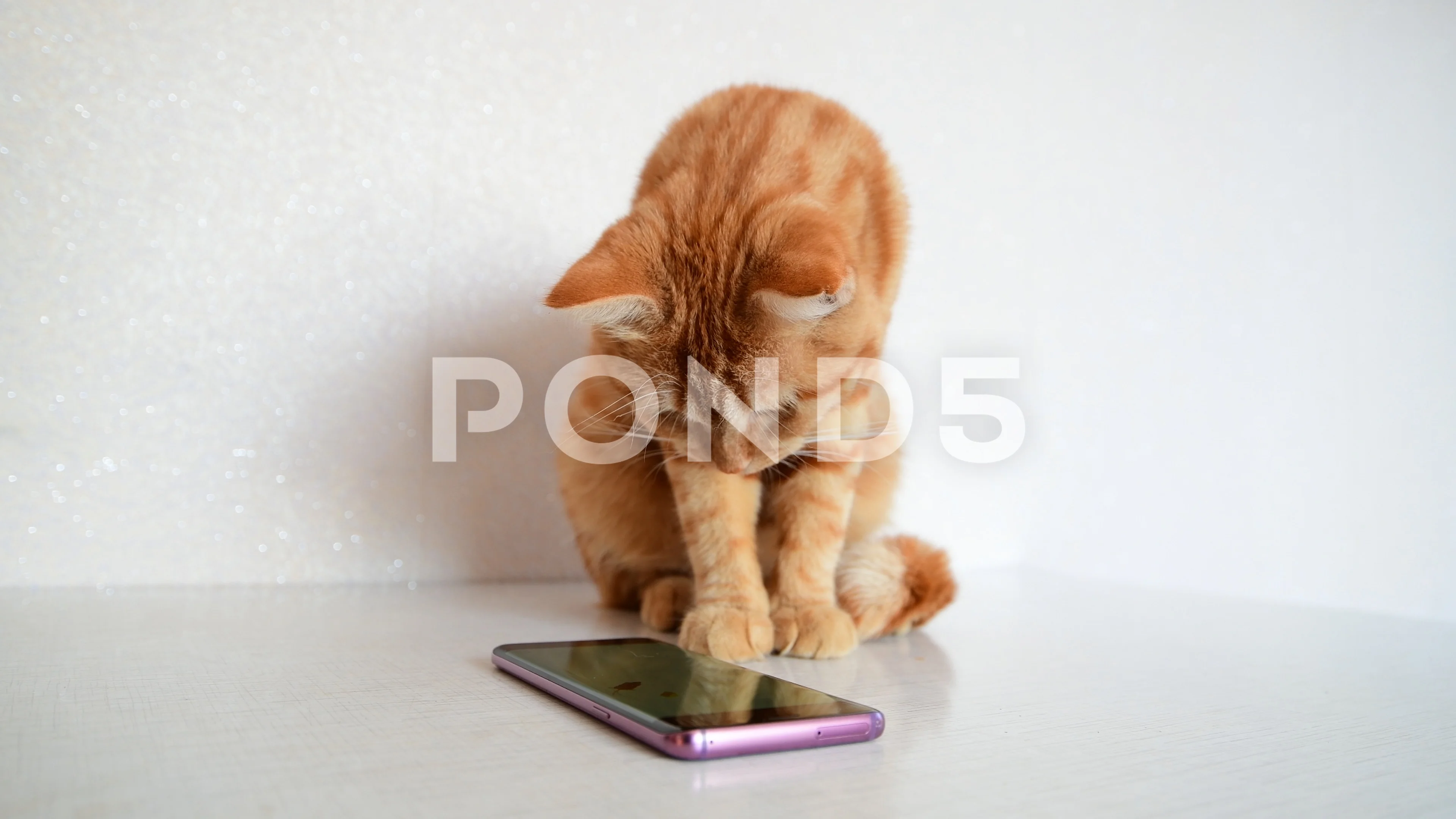 cat play phone