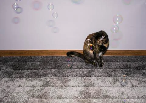 Cat plays with soap balls Stock Photos