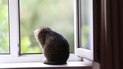 The cat plays with spinners. Stock Footage 79484752