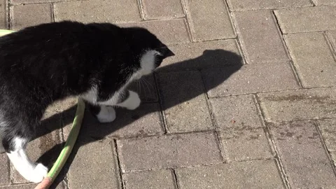 A cat plays with the splashing water 動画素材 333773746
