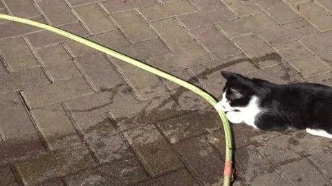 A cat plays with the splashing water 스톡 동영상 333773906