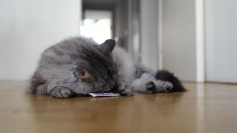 Cat plays with stimulating pad with valerian Stock Footage 251654063