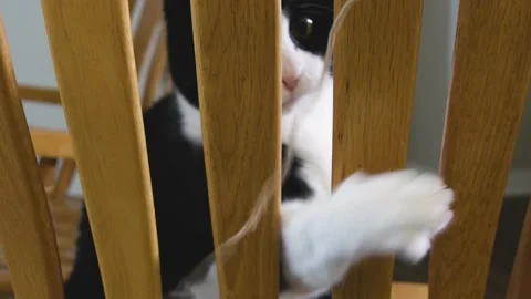 Cat plays with a string on a chair Video stock 163848356