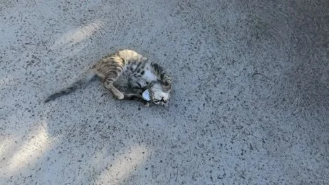 Cat plays on a terrace Stock Footage 167919250