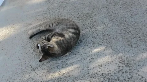 Cat plays on a terrace Stock Footage 167919265