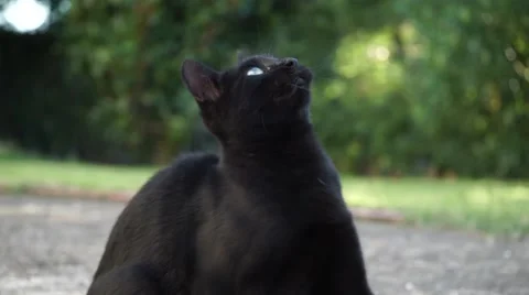 Cat plays thread Stock Footage 41681187