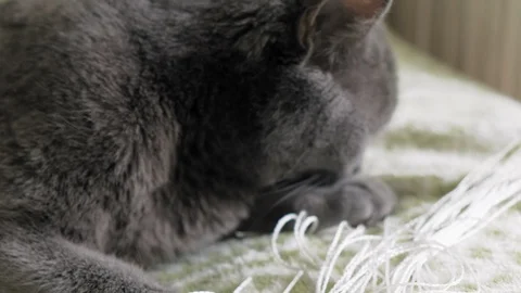 Cat plays with threads at home 스톡 동영상 116317657