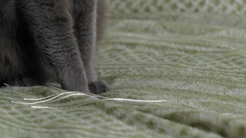 Cat plays with threads at home 스톡 동영상 116319712