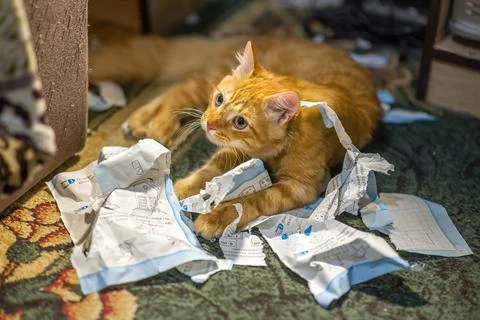 The cat plays with the torn sheets of the book. Foto stock