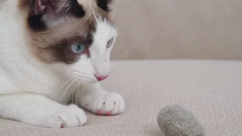 The cat plays with a toy close-up Stock Footage 194794647