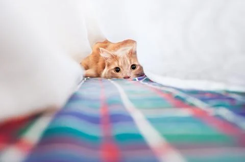 Cat plays under the covers Stock Photos