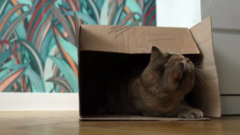 The cat plays while lying n a cardboard box on floor in flat Vídeo Stock 297316132