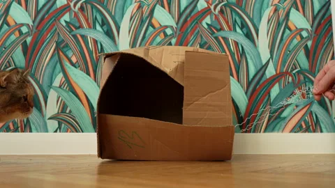 The cat plays while lying n a cardboard box on floor in flat. Stock Footage 297318018