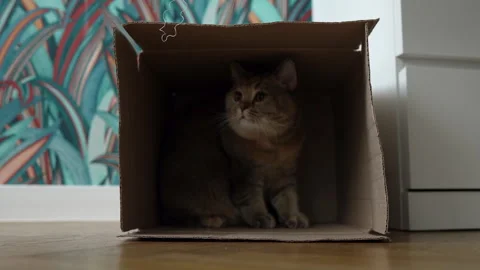 The cat plays while lying n a cardboard box on floor in flat. Stock Footage 297318452