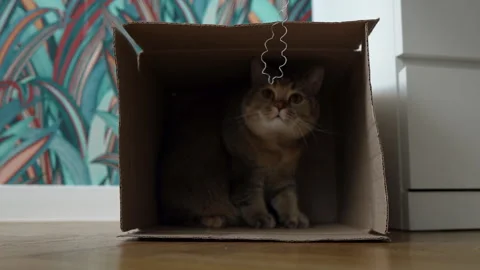 The cat plays while lying n a cardboard box on floor in flat. Stock Footage 297318608