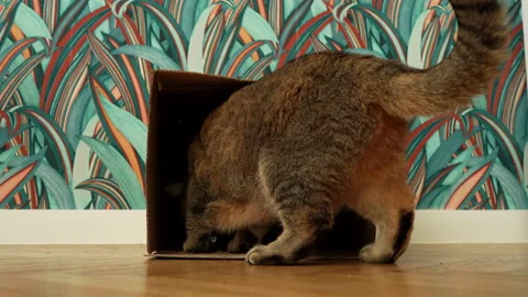The cat plays while lying n a cardboard box on floor in flat. Stock Footage 297355167