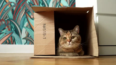 The cat plays while lying n a cardboard box on floor in flat. Stock Footage 297356016