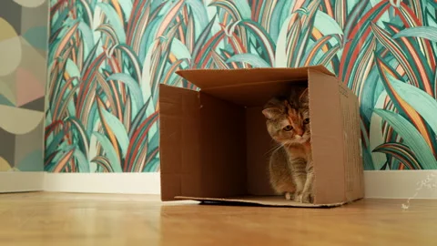 The cat plays while lying n a cardboard box on floor in flat. Stock Footage 297356124